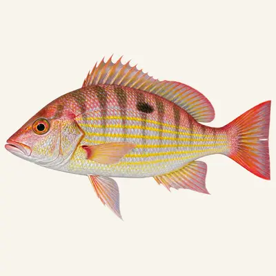 Lane snapper