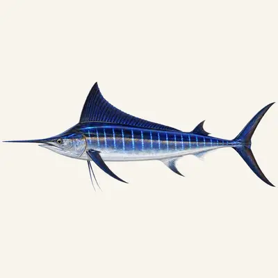 Blue marlin
