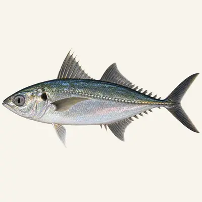 Torpedo scad