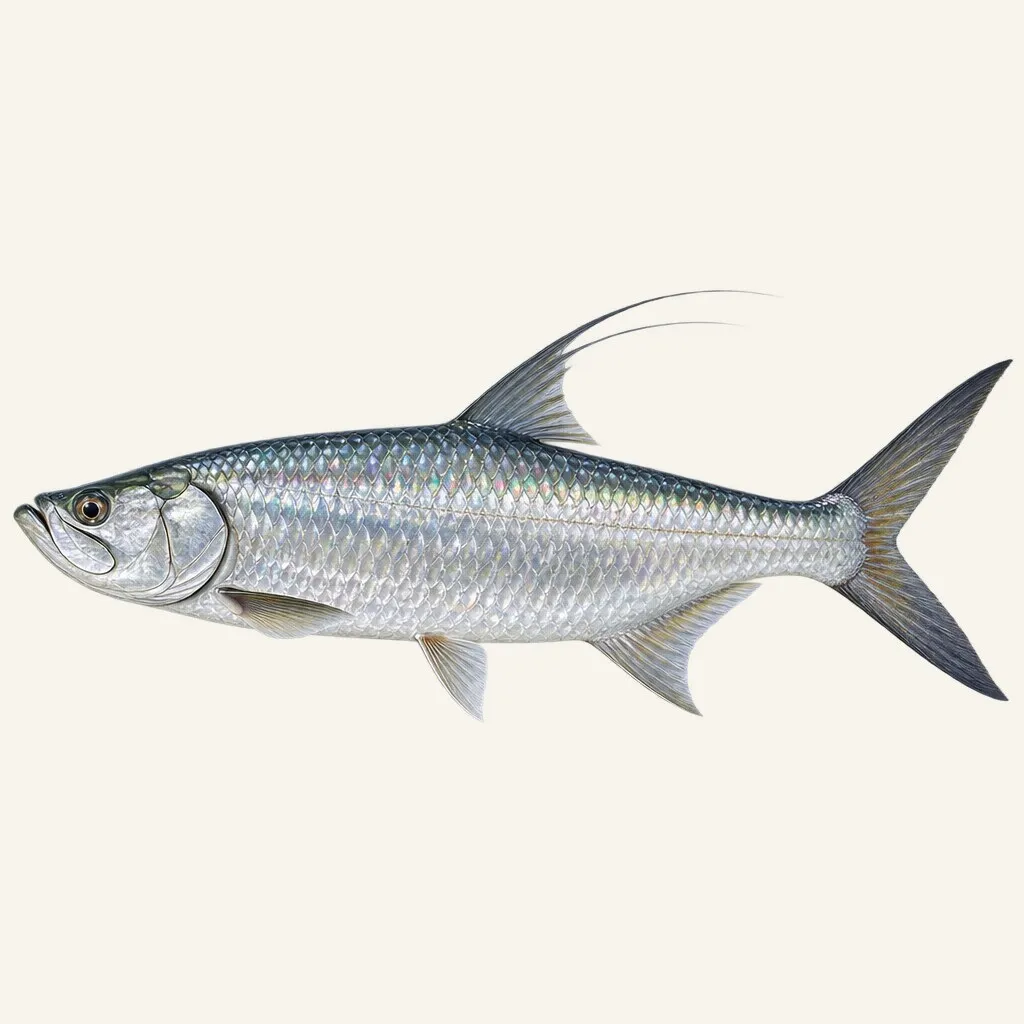 Tarpon