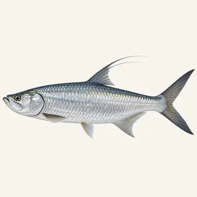 Tarpon
