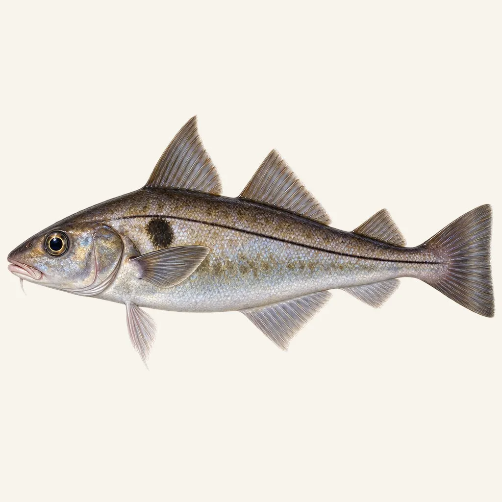 Haddock