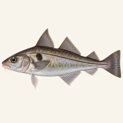 Haddock