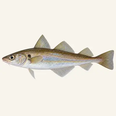 Whiting