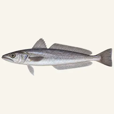European hake