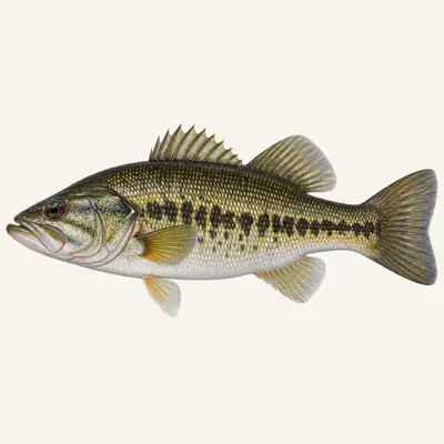Shoal bass