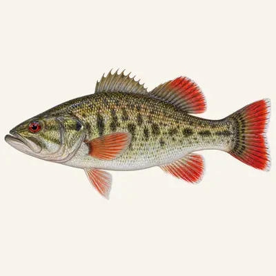 Redeye bass