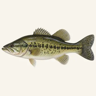 Suwannee bass