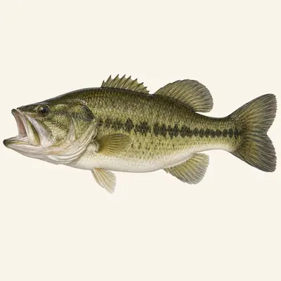 Largemouth bass