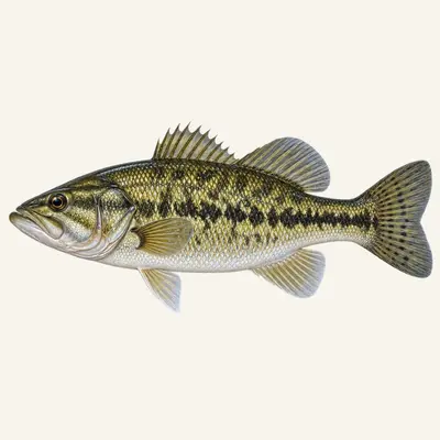 Guadalupe bass
