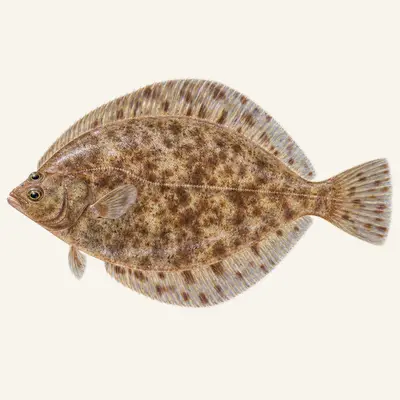 Lemon sole