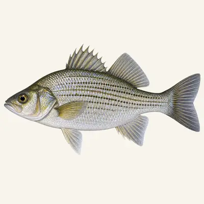 White perch