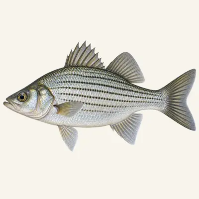 White bass