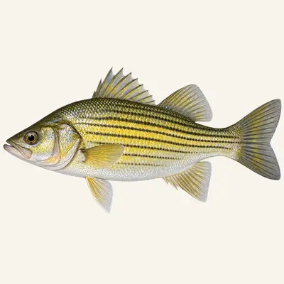 Yellow bass
