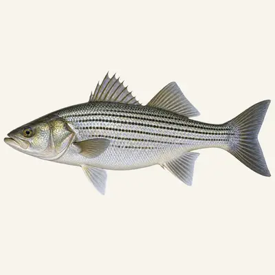 Striped bass
