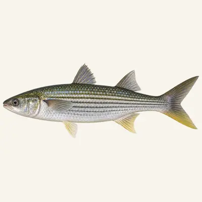 Flathead grey mullet