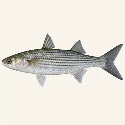 White mullet