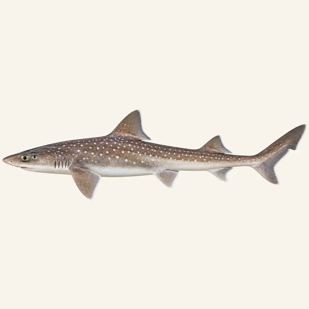 Starry smooth-hound