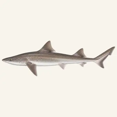 Smooth-hound