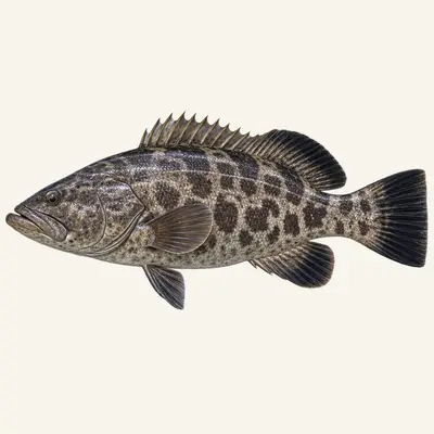 Black grouper