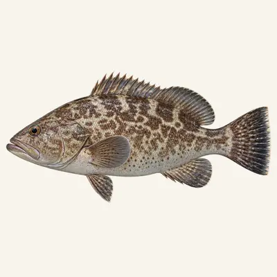 Gag grouper