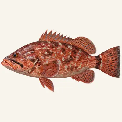 Mottled grouper