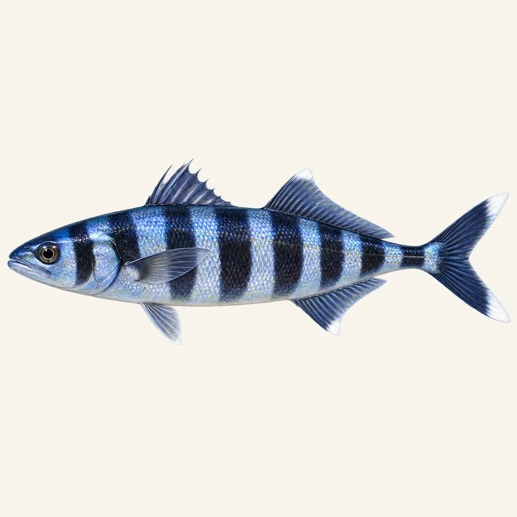 Pilotfish