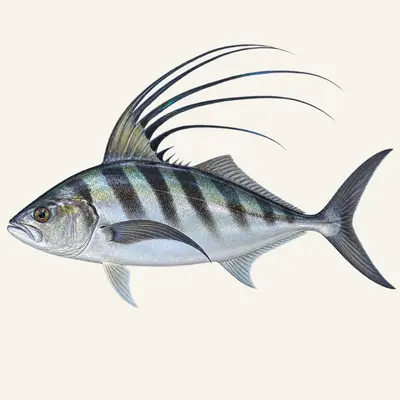 Roosterfish