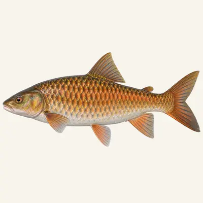 Copper mahseer