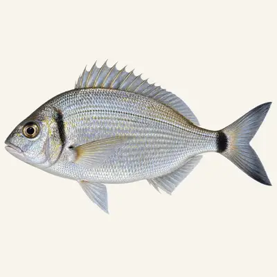 Saddled seabream