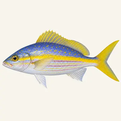 Yellowtail snapper