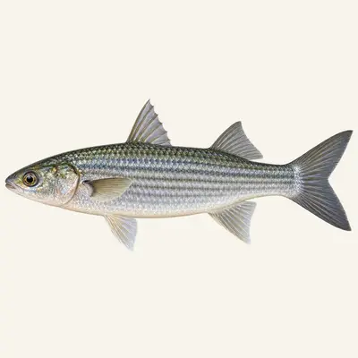 Boxlip mullet