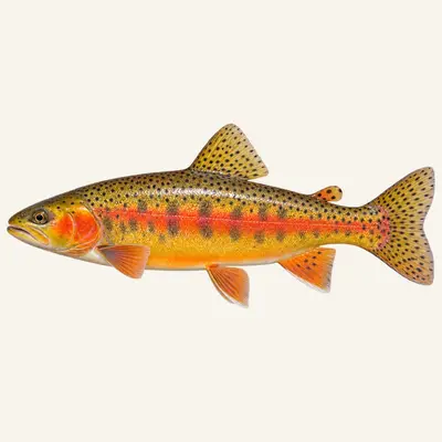 Golden trout
