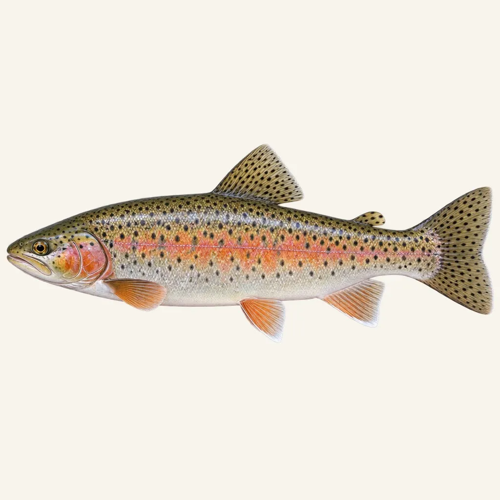 Apache trout