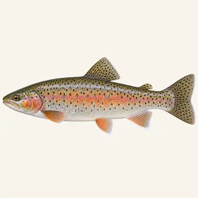 Apache trout