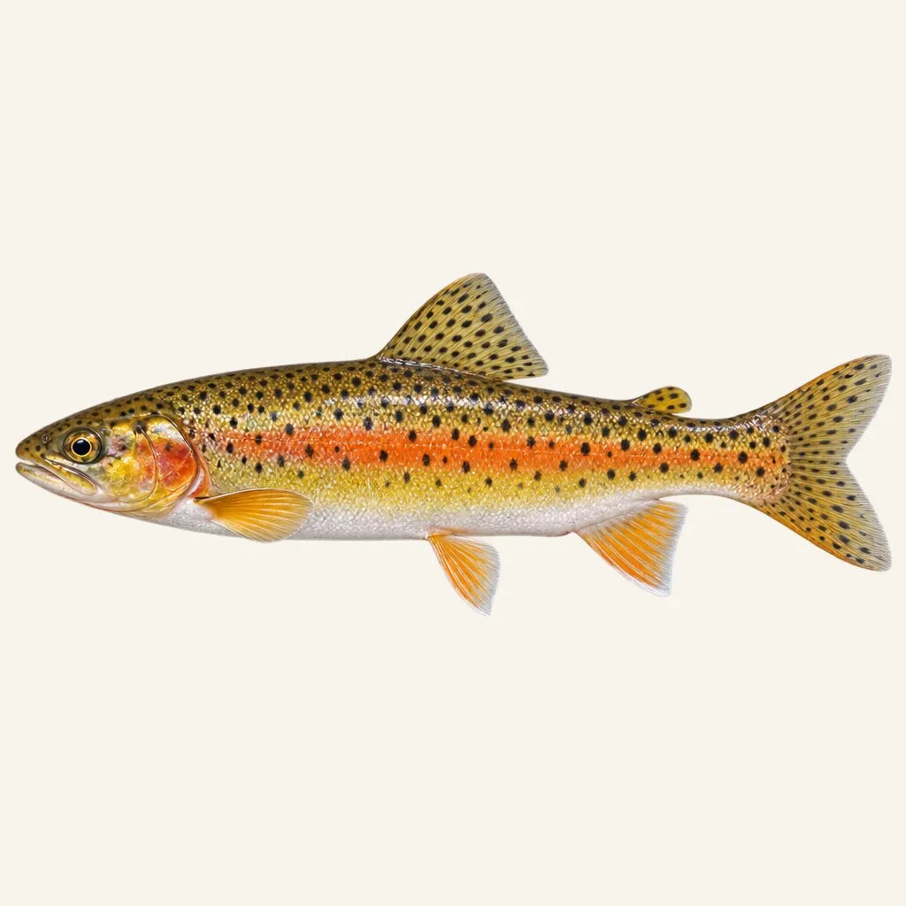 Mexican golden trout