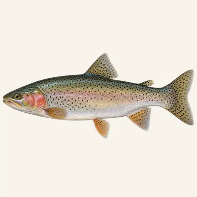 Cutthroat trout