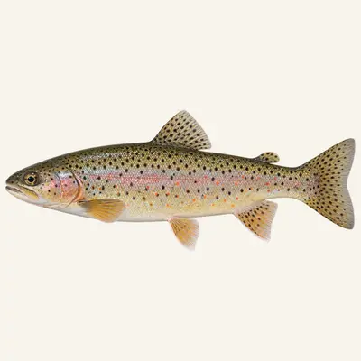 Gila trout