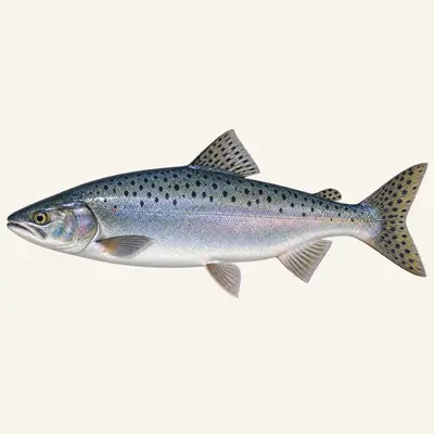 Pink salmon