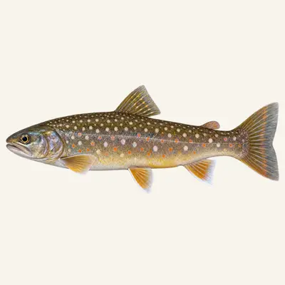 Iwame trout