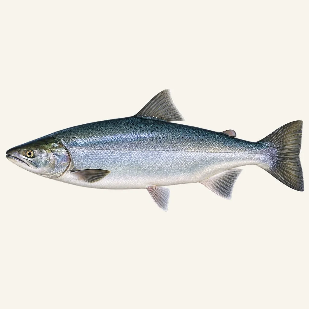 Chum salmon