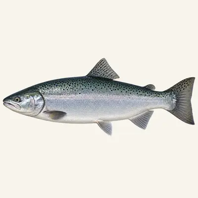 Coho salmon