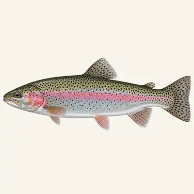 Rainbow trout