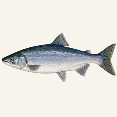 Sockeye salmon