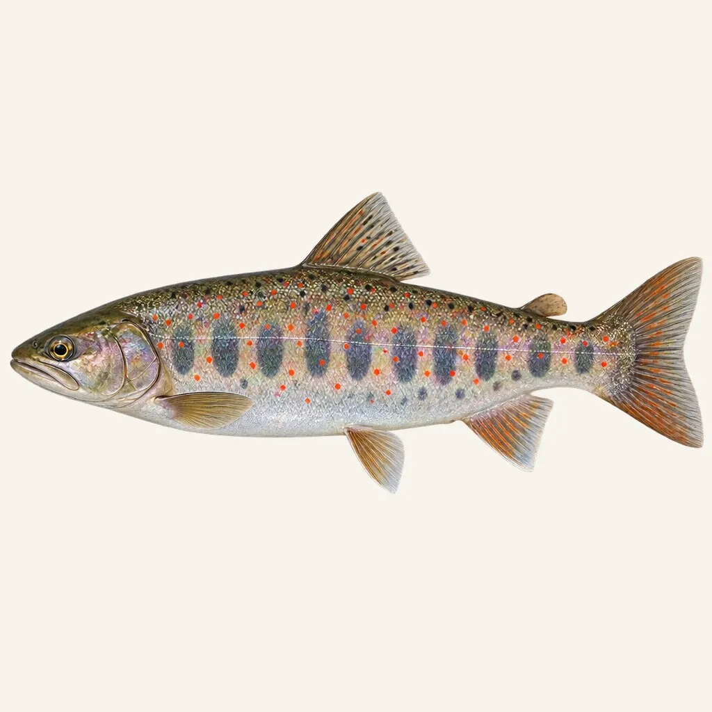 Amago salmon
