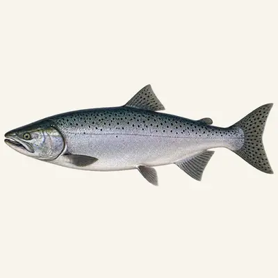 Chinook salmon