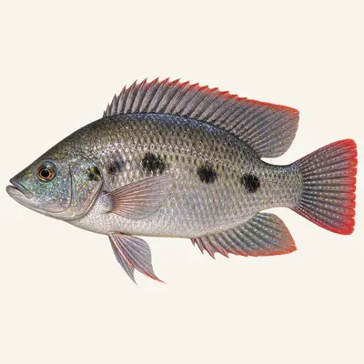 Three spotted tilapia