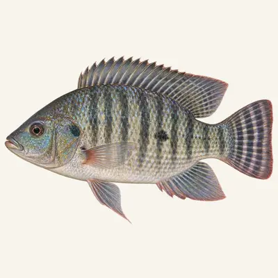 Nile tilapia