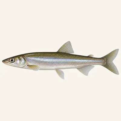 European Smelt