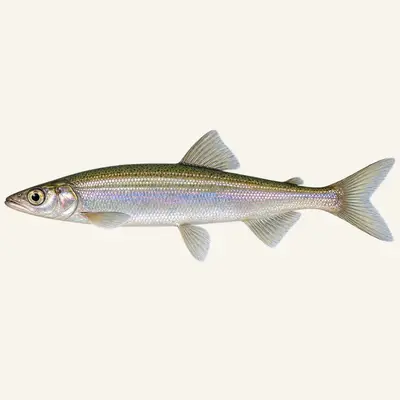 Rainbow smelt